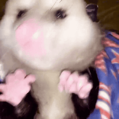 A Close Up Of An Opossum 'S Face And Paws GIF