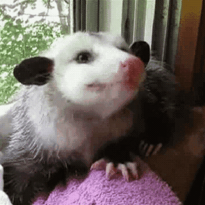 A Close Up Of An Opossum Sitting On A Purple Towel . GIF