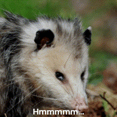 A Close Up Of An Opossum With A Caption That Says Hmmmm GIF