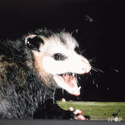 A Close Up Of An Opossum With Its Mouth Open #Pop GIF