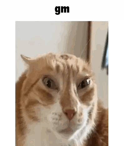 A Close Up Of An Orange And White Cat Looking At The Camera With A Funny Face . Sticker