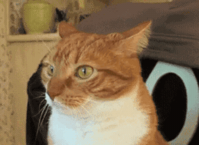 A Close Up Of An Orange And White Cat With Green Eyes GIF