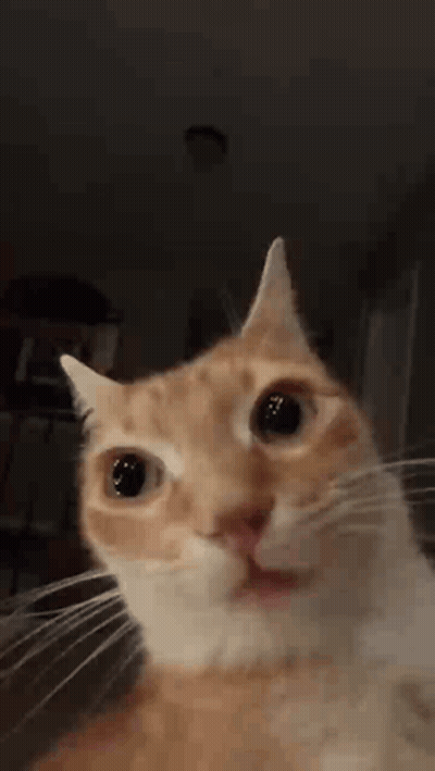 A Close Up Of An Orange And White Cat With Its Mouth Open GIF