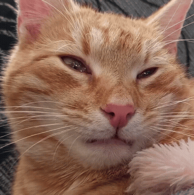 A Close Up Of An Orange Cat 'S Face With A Pink Nose GIF