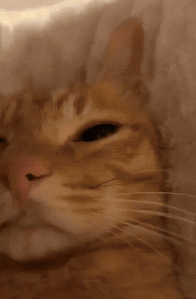 A Close Up Of An Orange Cat 'S Face With A Pink Nose GIF