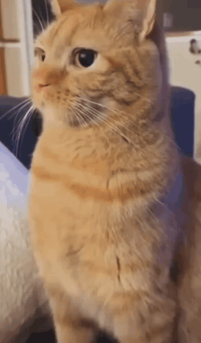 A Close Up Of An Orange Cat Sitting On A Blue Couch Looking At The Camera . GIF