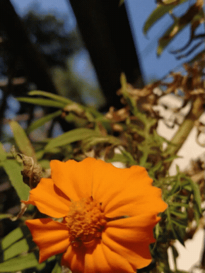 A Close Up Of An Orange Flower With Green Leaves GIF
