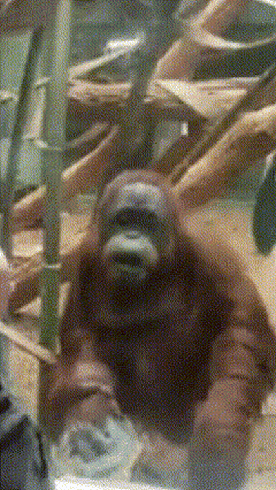 A Close Up Of An Orangutan In A Cage With A Blurry Background GIF