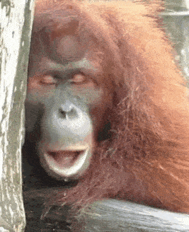 A Close Up Of An Orangutan 'S Face With Its Eyes Closed GIF