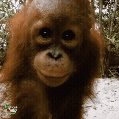 A Close Up Of An Orangutan 'S Face With Trees In The Background GIF
