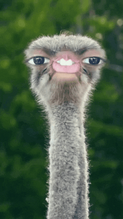 A Close Up Of An Ostrich 'S Face With Its Eyes Visible GIF