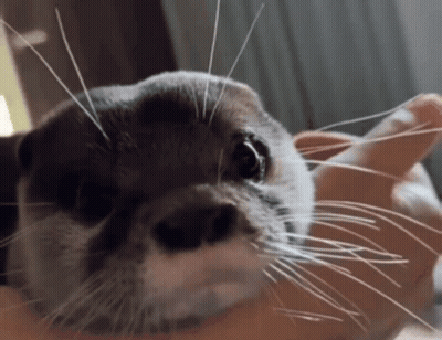 A Close Up Of An Otter Being Held In Someone 'S Hands GIF