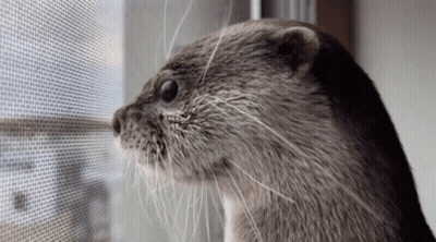 A Close Up Of An Otter Looking Out A Screened In Window GIF