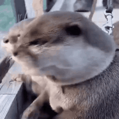 A Close Up Of An Otter On A Leash Looking At Something . GIF