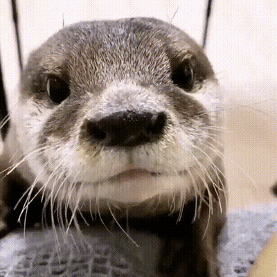 A Close Up Of An Otter 'S Face With Its Mouth Open GIF