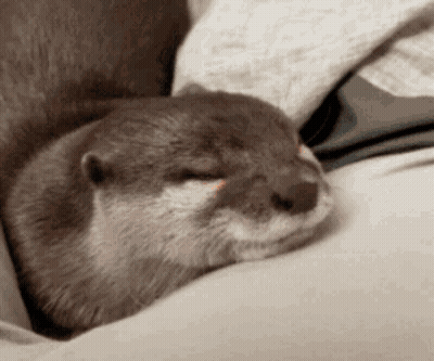 A Close Up Of An Otter Sleeping On A Couch . GIF