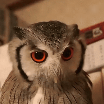 A Close Up Of An Owl Looking At The Camera With Orange Eyes . GIF