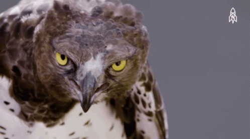 A Close Up Of An Owl 'S Face With A Celtic Symbol In The Corner GIF