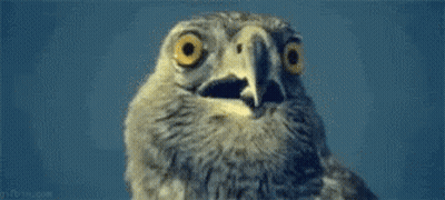 A Close Up Of An Owl 'S Face With Its Mouth Open And Big Yellow Eyes . GIF