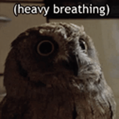 A Close Up Of An Owl With A Caption That Says Heavy Breathing GIF