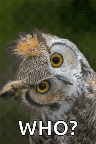 A Close Up Of An Owl With The Words `` Who ? '' On It . GIF