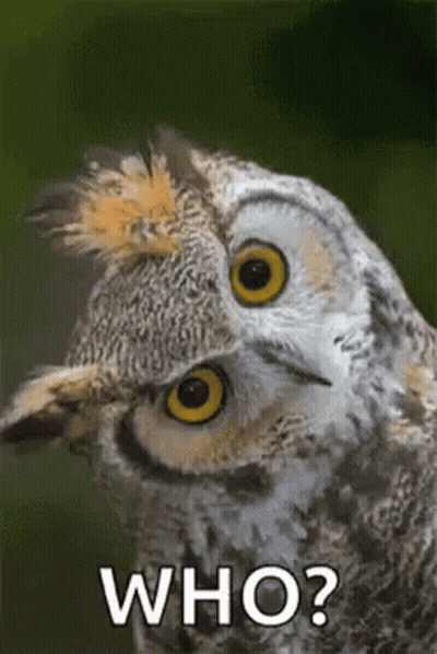 A Close Up Of An Owl With The Words Who Written On The Bottom GIF