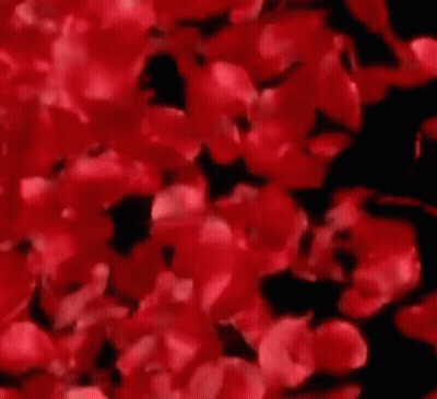 A Close Up Of Red Flowers On A Black Background GIF