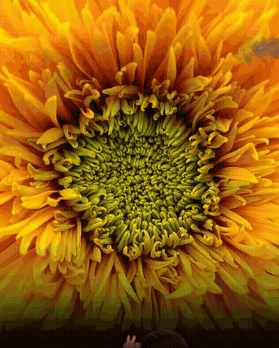 A Close Up Of The Center Of A Yellow Flower GIF