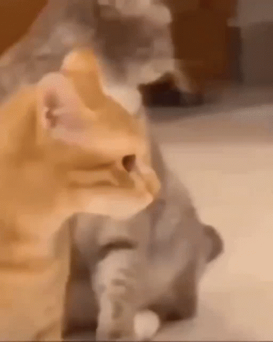 A Close Up Of Two Cats Standing Next To Each Other . GIF
