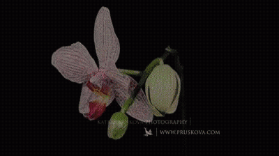 A Close Up Of Two Pink Orchids On A Black Background With The Website Www.pruskova.com GIF