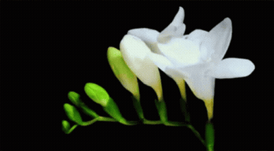 A Close Up Of Two White Flowers With Green Stems Against A Black Background GIF