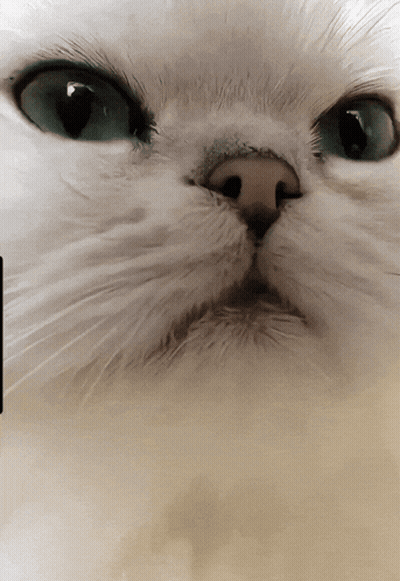 A Closeup Of A White Cat 'S Face With Blue Eyes GIF