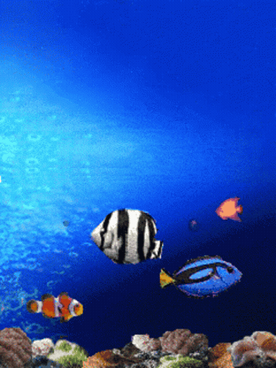 A Clown Fish And A Blue Fish Are Swimming In A Tank GIF