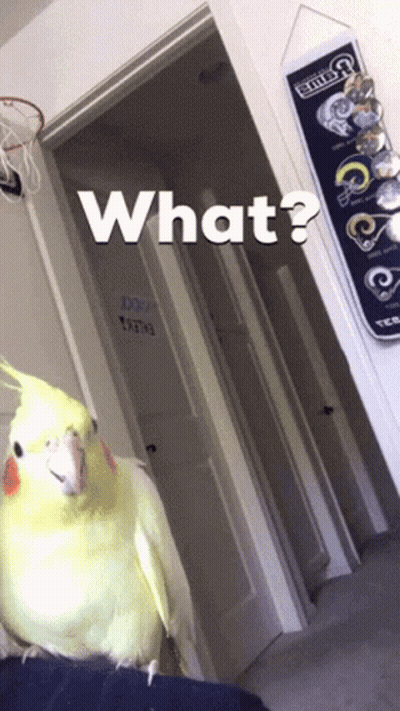 A Cockatiel Is Standing In Front Of A Door With The Words What Written On It GIF
