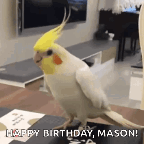 A Cockatiel Is Standing On A Table With The Words Happy Birthday Mason Written On It . GIF
