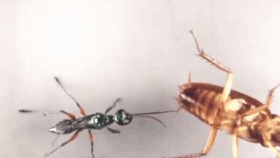 A Cockroach Is Being Attacked By A Black Ant . GIF