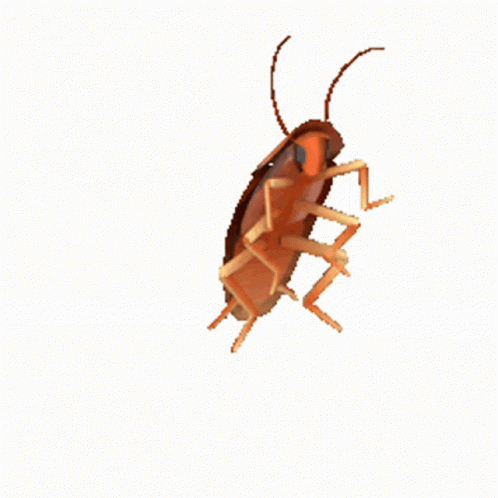 A Cockroach Is Crawling Across A White Background GIF