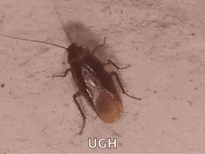 A Cockroach Is Crawling On A Concrete Surface And Looking At The Camera . GIF