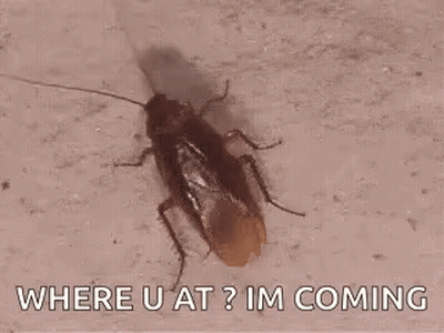 A Cockroach Is Crawling On A Wall With The Words `` Where U At ? Im Coming '' Written On It . GIF