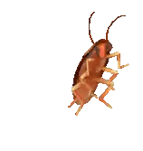 A Cockroach Is Crawling On A White Surface Sticker