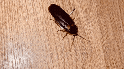 A Cockroach Is Crawling On A Wood Surface GIF
