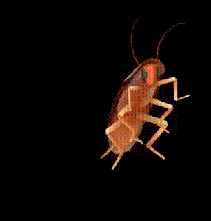 A Cockroach Is Dancing On A Black Background In A 3D Model . GIF