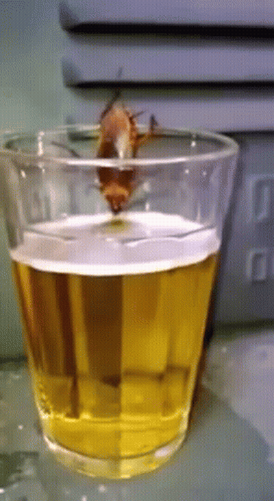 A Cockroach Is Sitting In A Glass Of Beer GIF