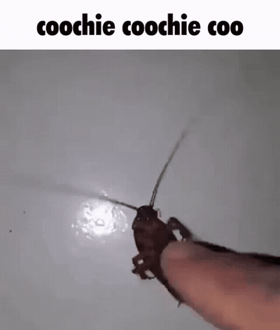 A Cockroach Is Sitting On A Person 'S Finger And Looking At The Camera . GIF