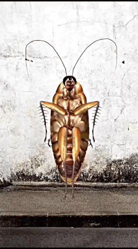 A Cockroach Is Standing On Its Back On A Sidewalk GIF
