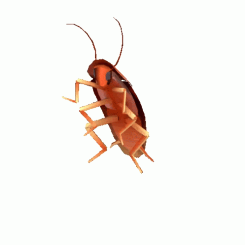 A Cockroach On A White Background That Looks Like It Is Walking GIF
