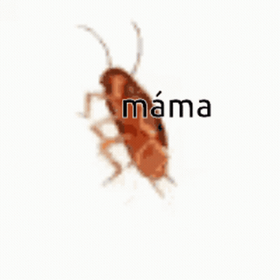 A Cockroach With The Words Mama Written On It . GIF