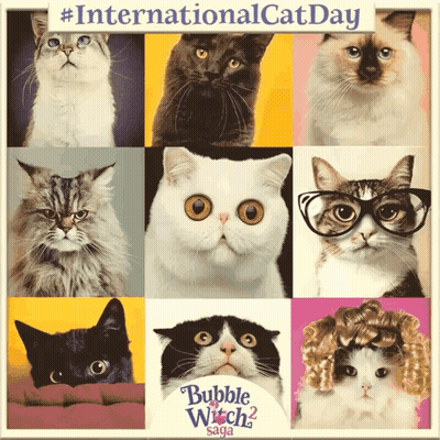 A Collage Of Cats With Bubble Witch Saga On The Bottom Right GIF