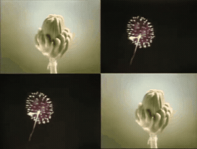 A Collage Of Four Pictures Of A Dandelion In Different Positions GIF