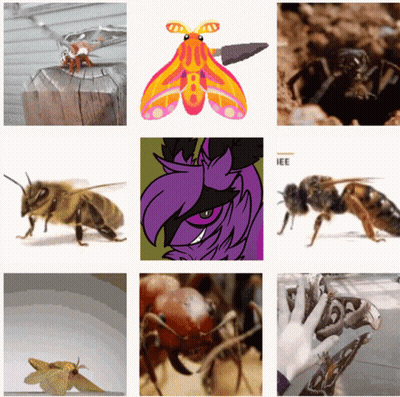 A Collage Of Insects Including A Moth And A Bee GIF
